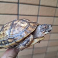 トウブハコガメ(甲長約8cm)24CB 個体B