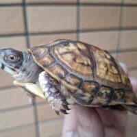 トウブハコガメ(甲長約8cm)24CB 個体B