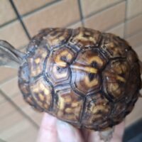 トウブハコガメ(甲長約8cm)24CB 個体A