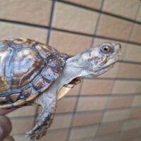 トウブハコガメ(甲長約8cm)24CB 個体A