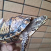 トウブハコガメ(甲長約10cm)24CB(イエロー系)