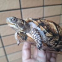 トウブハコガメ(甲長約10cm)24CB(イエロー系)