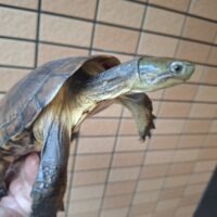 タイリクミナミイシガメ(西表島産)(甲長約15,5cm)WC飼い込みペア(繁殖経験あり)