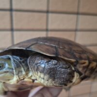 タイリクミナミイシガメ(西表島産)(甲長約15,5cm)WC飼い込みペア(繁殖経験あり)