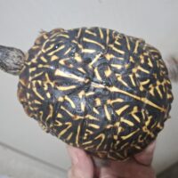 キタニシキハコガメ（甲長約12cm）メス（22CB）