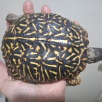 キタニシキハコガメ（甲長約12cm）メス（22CB）