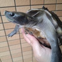 メキシコカワガメ(甲長約19cm)