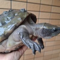 メキシコカワガメ(甲長約19cm)