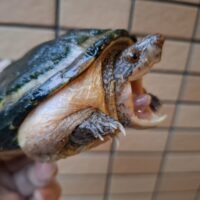 サルヴィンオオニオイガメ（甲長約13cm）オス