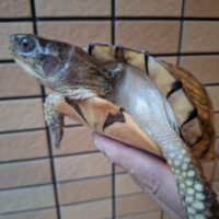 ガルフコーストハコガメ（甲長約16,5cm）メス