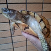 ガルフコーストハコガメ（甲長約16,5cm）メス