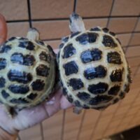 ロシアリクガメ（甲長約8～8,5cm）