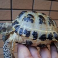 ロシアリクガメ（甲長約11,5cm）オス