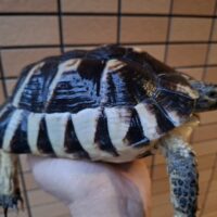 マルギナ―タリクガメ（甲長約21,5cm）メス