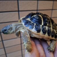 ニシへルマンリクガメ（コルシカ）甲長約11cm オス