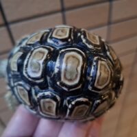 ヒョウモンリクガメ（甲長約8,5cm）