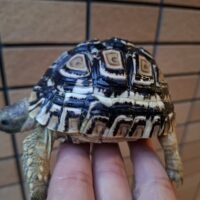 ヒョウモンリクガメ（甲長約8,5cm）