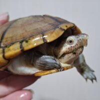 ハーレラドロガメ（甲長約11,5cm）