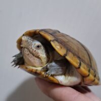 ハーレラドロガメ（甲長約11,5cm）