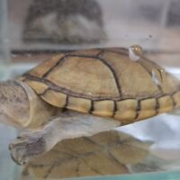 ハーレラドロガメ（甲長約8,5cm）