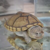 ハーレラドロガメ（甲長約8,5cm）