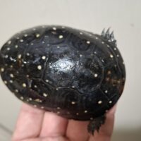 キボシイシガメ（甲長約9cm）メス