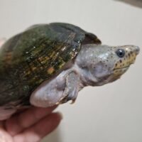 カブトニオイガメ（甲長約13cm）メス