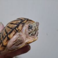 オオアタマヒメニオイガメ（甲長約8,5cm）