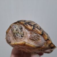 オオアタマヒメニオイガメ（甲長約8,5cm）