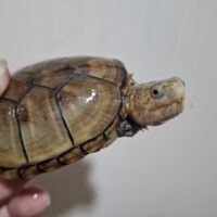 フロリダドロガメ（甲長約7cm）CBメス