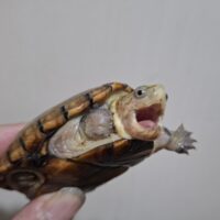 フロリダドロガメ（甲長約7cm）CBメス