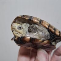 フロリダドロガメ（甲長約7,6cm）CBオス（肋甲板若干歪みあり）