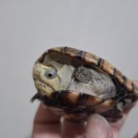 フロリダドロガメ（甲長約7,6cm）CBオス（肋甲板若干歪みあり）