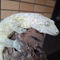 ジャイアントゲッコー（マウントコーギス）セミアダルト オス