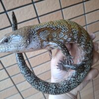 ケイアオジタトカゲ