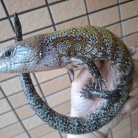 ケイアオジタトカゲ