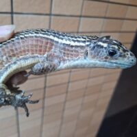 オニプレートトカゲ