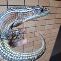 オニプレートトカゲ