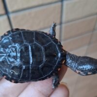 クロハラヘビクビガメ（25CB）多甲板