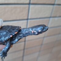 クロハラヘビクビガメ（25CB）多甲板