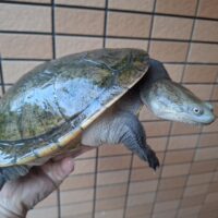ジーベンロックナガクビガメ（甲長約19cm）メス