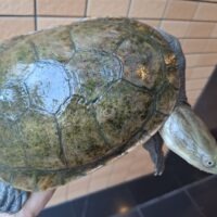 ジーベンロックナガクビガメ（甲長約19cm）メス