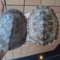 ジェフロアカエルガメ（甲長約12cm）