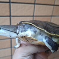 ヒラリーカエルガメ（甲長約13,5cm）