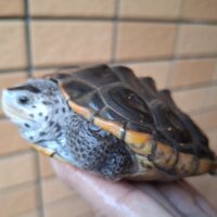 テキサスダイヤモンドバックテラピン（甲長約11cm）