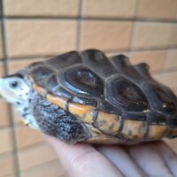 テキサスダイヤモンドバックテラピン（甲長約11cm）