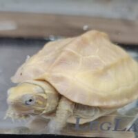 T＋アルビノクサガメ（甲長約6cm）