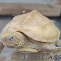 T＋アルビノクサガメ（甲長約6cm）