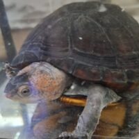 ホオアカドロガメ(甲長約11,5cm)WCメス