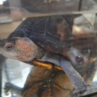 ホオアカドロガメ(甲長約11,5cm)WCメス